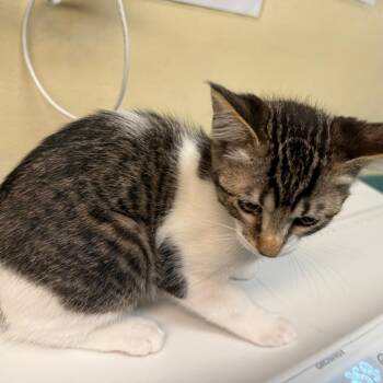 Blossom -  Domestic Short Hair Cat for Adoption in Pasadena, California - Blossom | PetCurious