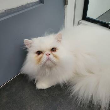 Mr Nimbus (m) 2yrs old Persian -  Persian Cat for Adoption in Ottawa, Ontario - Mr Nimbus (m) 2yrs Old Persian | PetCurious