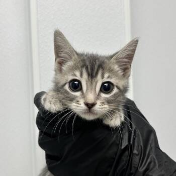 Poppy -  Domestic Short Hair Cat for Adoption in Abilene, Texas - Poppy | PetCurious