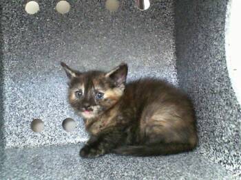 Domestic Short Hair Cats Available for Adoption in Dallas, Texas - LORNA | PetCurious