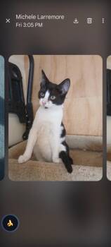 Tibbets -  Domestic Short Hair Cat for Adoption in Thatcher, Arizona - Tibbets | PetCurious