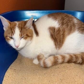 Rescue Domestic Short Hair Cats for Adoption in Sarasota, Florida - Caramel | PetCurious