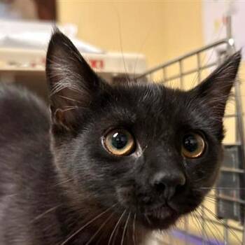 Miso -  Domestic Short Hair Cat for Adoption in Woodinville, Washington - Miso | PetCurious