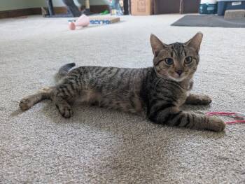 Chicken -  Domestic Short Hair Cat for Adoption in Pitman, New Jersey - Chicken | PetCurious