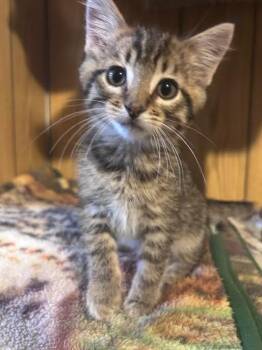 Eugene -  Domestic Short Hair Cat for Adoption in Logan, Utah - Eugene | PetCurious