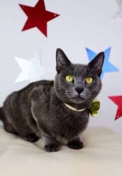 Lady Bird -  Domestic Short Hair Cat for Adoption in Ashland, Kentucky - Lady Bird | PetCurious