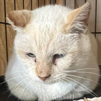Ginger -  Domestic Short Hair Cat for Adoption in Milan, Illinois - Ginger | PetCurious