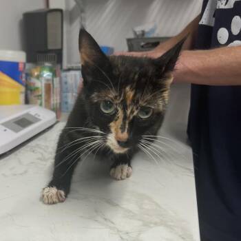 Nerolivia -  Domestic Short Hair Cat for Adoption in St. Louis, Missouri - Nerolivia | PetCurious