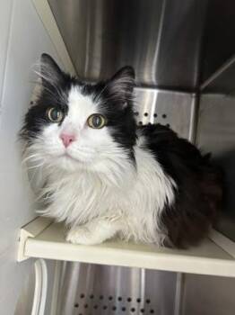 Winry -  Domestic Long Hair and Domestic Short Hair Cat for Adoption in Kansas City, Missouri - Winry | PetCurious
