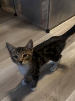 Ariel -  Domestic Short Hair Cat for Adoption in Seal Beach, California - Ariel | PetCurious