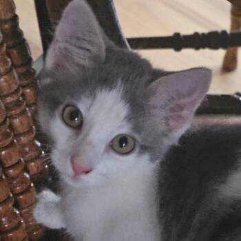 Colin -  Domestic Short Hair Cat for Adoption in Grinnell, Iowa - Colin | PetCurious
