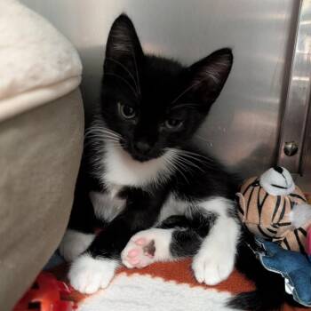Sea Cow -  Domestic Short Hair Cat for Adoption in Titusville, Florida - Sea Cow | PetCurious