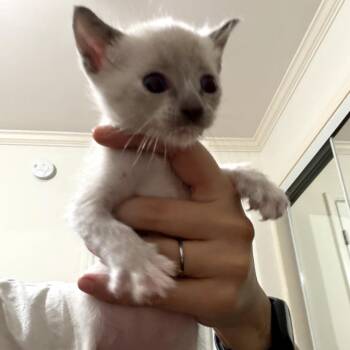 Domestic Short Hair Cats Available for Adoption in Long Beach, California - Sophie | PetCurious