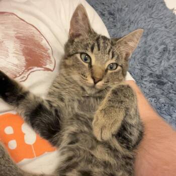 Campfire -  Domestic Short Hair Cat for Adoption in Evanston, Illinois - Campfire | PetCurious
