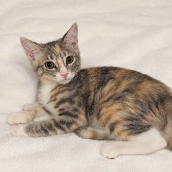Peach -  Domestic Short Hair Cat for Adoption in Tucson, Arizona - Peach | PetCurious
