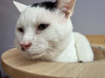 Otto (cat cafe) -  Domestic Short Hair Cat for Adoption in West Lafayette, Indiana - Otto (cat Cafe) | PetCurious