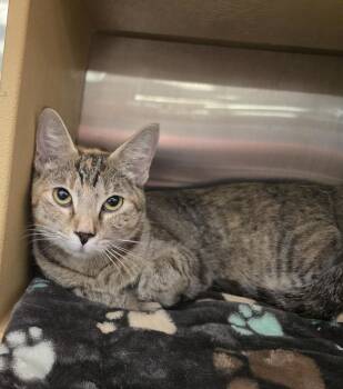 Jade -  Domestic Short Hair Cat for Adoption in Ruskin, Florida - Jade | PetCurious