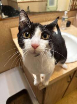 Domestic Short Hair Cats Available for Adoption - Ernie | PetCurious