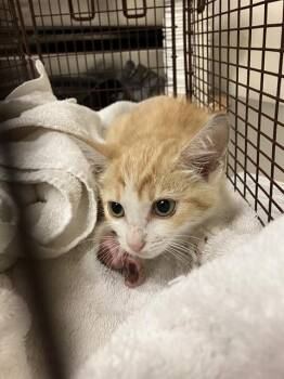 LEGO -  Domestic Short Hair Cat for Adoption in Long Beach, California - LEGO | PetCurious