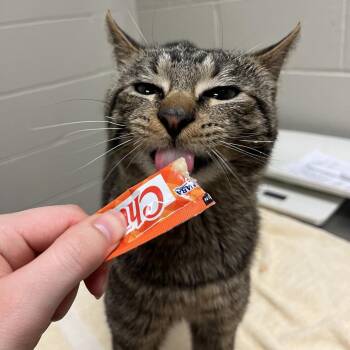 Domestic Short Hair Cats Available for Adoption in South Elgin, Illinois - Alakay | PetCurious
