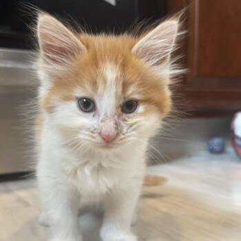 Boy Claire -  Domestic Short Hair Cat for Adoption in West Olive, Michigan - Boy Claire | PetCurious