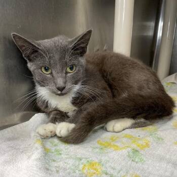 Chancey -  Domestic Short Hair Cat for Adoption in Roanoke, Virginia - Chancey | PetCurious