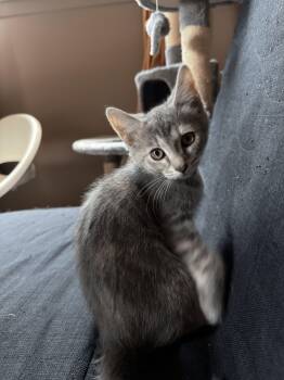 Stella -  Domestic Short Hair Cat for Adoption in Nashville, Tennessee - Stella | PetCurious