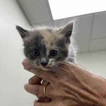 SVAS-Stray-39509 -  Domestic Short Hair Cat for Adoption in Lyndhurst, Virginia - SVAS-Stray-39509 | PetCurious