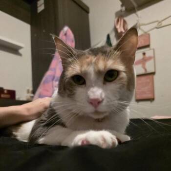 Domestic Short Hair Cats Available for Adoption in Pinellas Park, Florida - Izzy - Cat | PetCurious