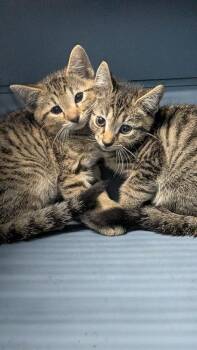 Ava -  Domestic Short Hair Cat for Adoption in Evansville, Indiana - Ava | PetCurious