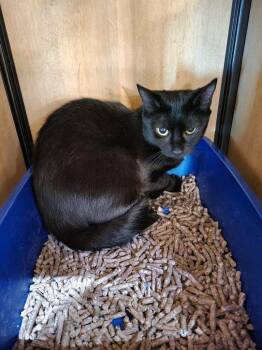 Spicy -  Domestic Short Hair Cat Available for Adoption in New York, New York - Spicy | PetCurious