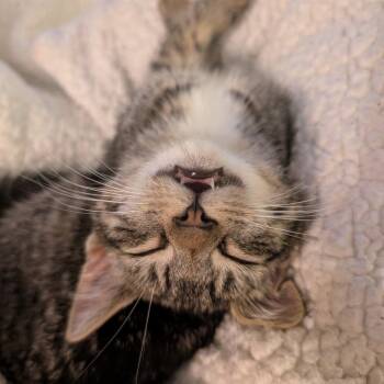 Domestic Short Hair Cats Available for Adoption in Baltimore, Maryland - Anna [gold] | PetCurious