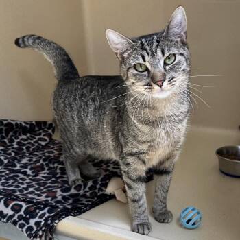Rosie Posie -  Tabby Cat for Adoption in Clarksville, Virginia - Rosie Posie | PetCurious