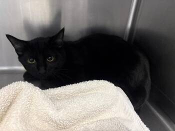 Domestic Short Hair Cats Available for Adoption - EDGAR* | PetCurious