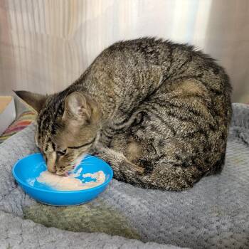 Elliot -  Domestic Short Hair Cat for Adoption in Chattanooga, Tennessee - Elliot | PetCurious