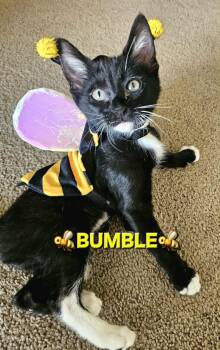 Tuxedo and Domestic Short Hair Cats Available for Adoption - :::Bumble::: | PetCurious