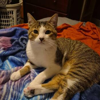 Archie (Courtesy Post) -  Domestic Short Hair Cat for Adoption in Oswego, New York - Archie (Courtesy Post) | PetCurious