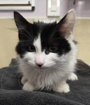 Squeaky Cheese -  Domestic Medium Hair Cat for Adoption in Vancouver, Washington - Squeaky Cheese | PetCurious