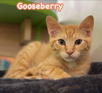 Gooseberry -  Domestic Short Hair Cat for Adoption in Harpers Ferry, West Virginia - Gooseberry | PetCurious