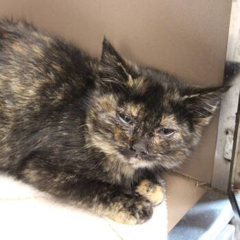 Domestic Short Hair Cats Available for Adoption - Omelet | PetCurious