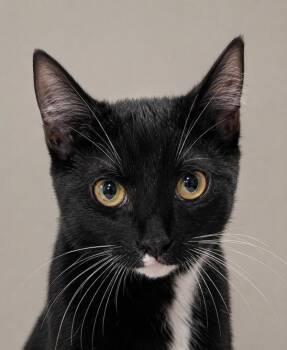 Xiao Mao -  Domestic Short Hair Cat for Adoption in Austin, Texas - Xiao Mao | PetCurious