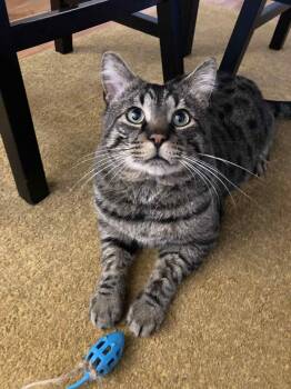 Rescue Tabby Cats for Adoption in Montreal, Quebec - Adonis | PetCurious