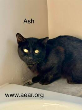 Ash -  Domestic Medium Hair Cat for Adoption in Libertyville, Illinois - Ash | PetCurious