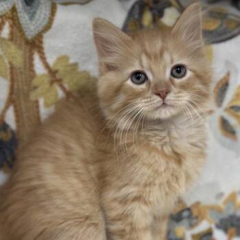 Parton -  Domestic Long Hair Cat for Adoption in Matteson, Illinois - Parton | PetCurious