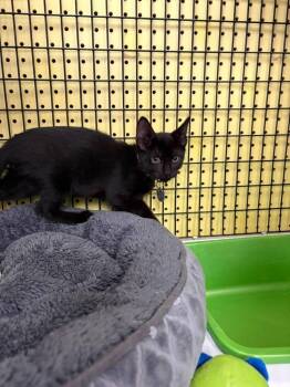 Jet -  Domestic Short Hair Cat for Adoption in St. Cloud, Florida - Jet | PetCurious