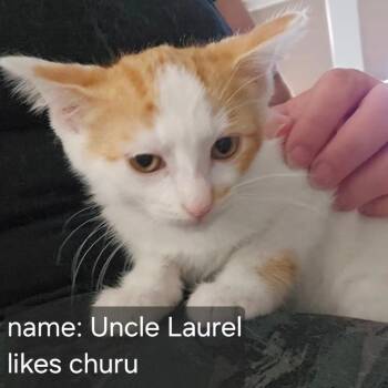 Uncle Laurel -  Domestic Short Hair Cat for Adoption in Eagle Mountain, Utah - Uncle Laurel | PetCurious