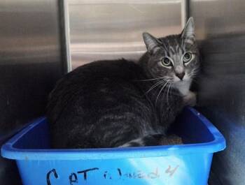 MOCHI -  Domestic Short Hair Cat for Adoption in Martinez, California - MOCHI | PetCurious