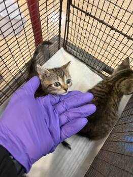 Rescue Domestic Short Hair Cats for Adoption in Doral, Florida - FARVE | PetCurious