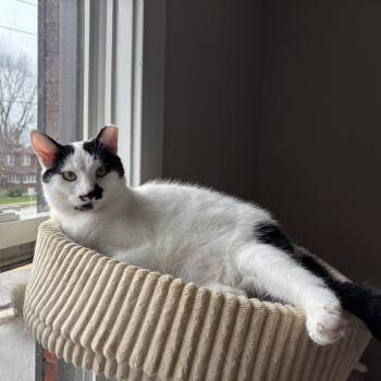 Domestic Short Hair Cats Available for Adoption in Shakespeare, Ontario - ASPEN | PetCurious