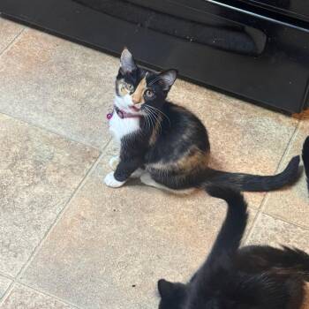 Hazel -  Domestic Short Hair Cat for Adoption in Aspinwall, Pennsylvania - Hazel | PetCurious